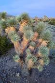 Yucca brevifolia var. jaegeriana 'Blue' – Dwarf Blue Joshua Tree