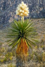 Yucca carnerosana – Riesenyucca