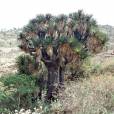 Yucca periculosa – Izote Yucca