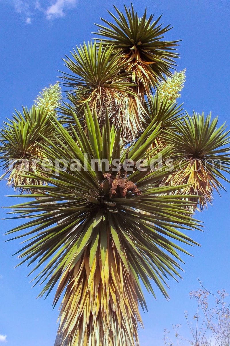 10 Samen Izote Yucca Yucca periculosa Baum Yucca Palme