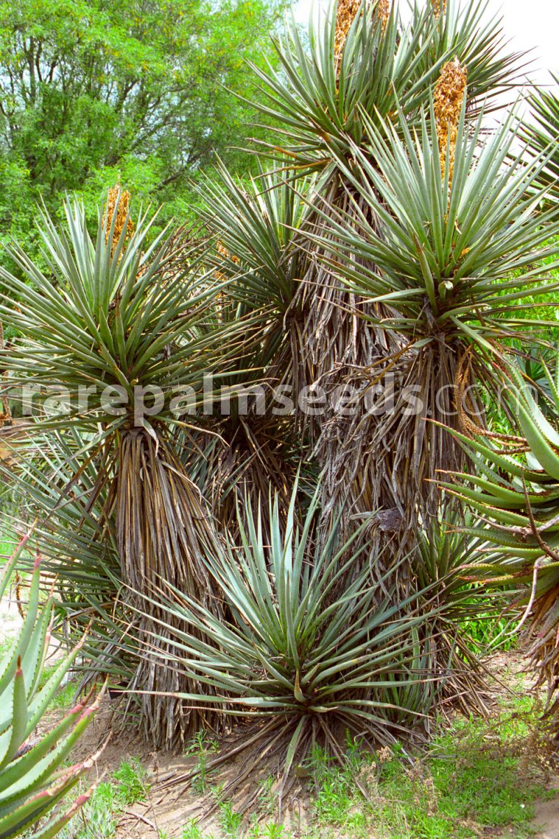 10 seeds of Yucca torreyi succulents cacti succulents seed  C 