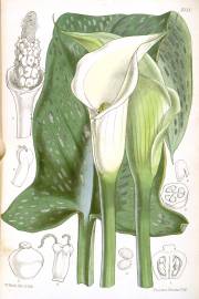 Zantedeschia albomaculata – Black Throat Calla, Spotted Calla
