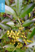 Zanthoxylum armatum – Winged Prickly Ash, Nepal Pepper