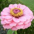 Zinnia elegans – Youth-and-Age